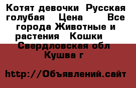 Котят девочки “Русская голубая“ › Цена ­ 0 - Все города Животные и растения » Кошки   . Свердловская обл.,Кушва г.